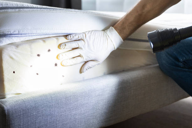 Best Mosquito Control Services  in Akron, NY
